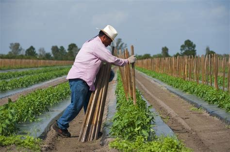 define staking in agriculture